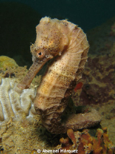 Aquel lindo Caballito", Sugar Pier, Aguadilla. by Abimael Márquez 